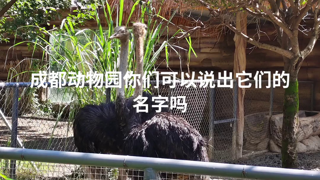 神奇的国宝熊猫