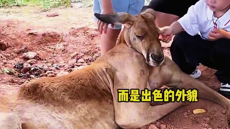 艾欧尼亚，昂扬不灭，冲啊！ #神奇动物在 #萌宠出道计划 #狗狗 #狗子成精了 #搞笑