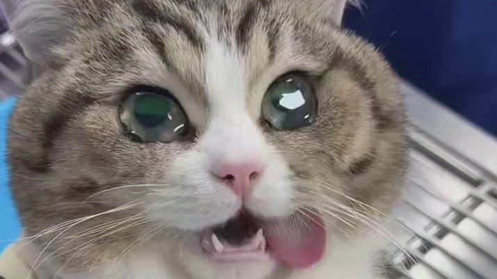 啊完了完了全完了