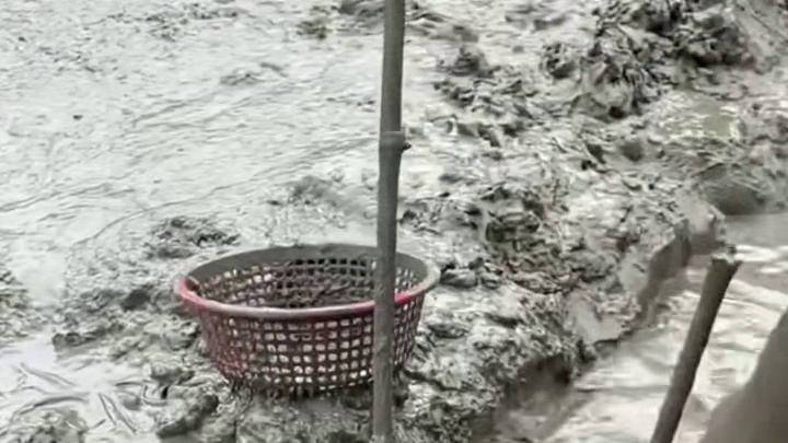 一亩泥鳅产多少泥！