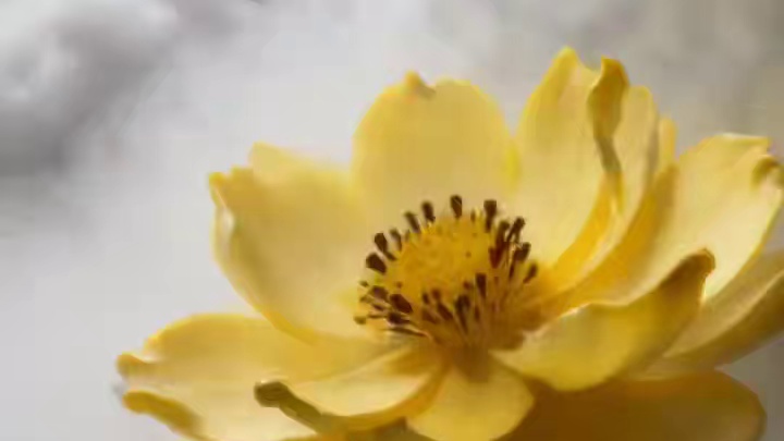 木家童童 雾里看花 #木森大舞台 #户外直播现场 #经典歌曲