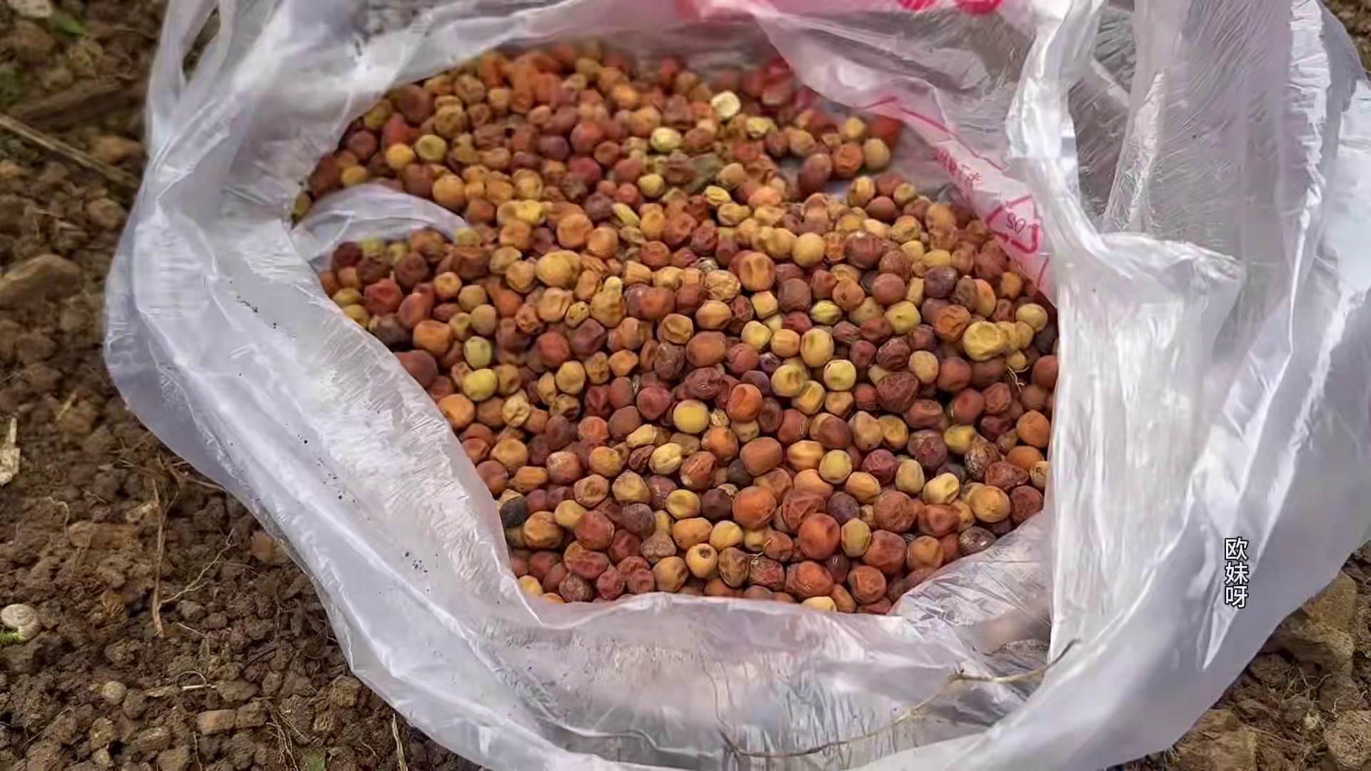 今天种了些豌豆，干完活做一锅竹笋炒肉 #美食 #农村生活