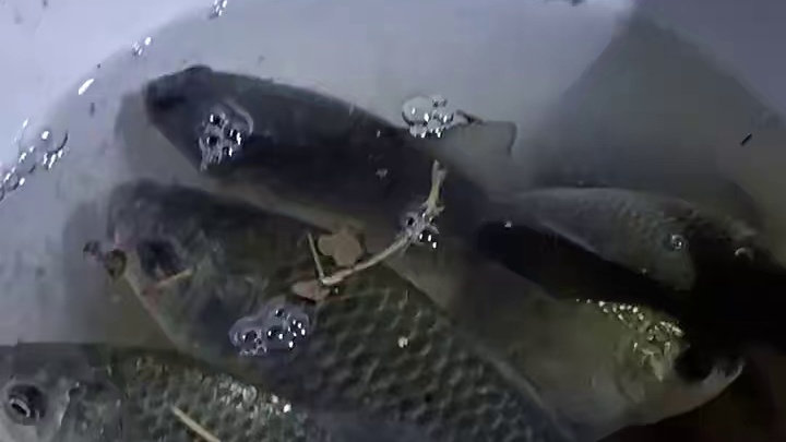 羡慕夜钓爆护佬