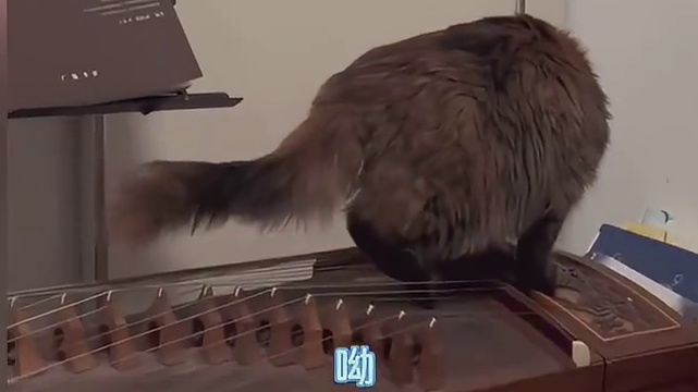 小猫：不敢多弹，怕你偷学