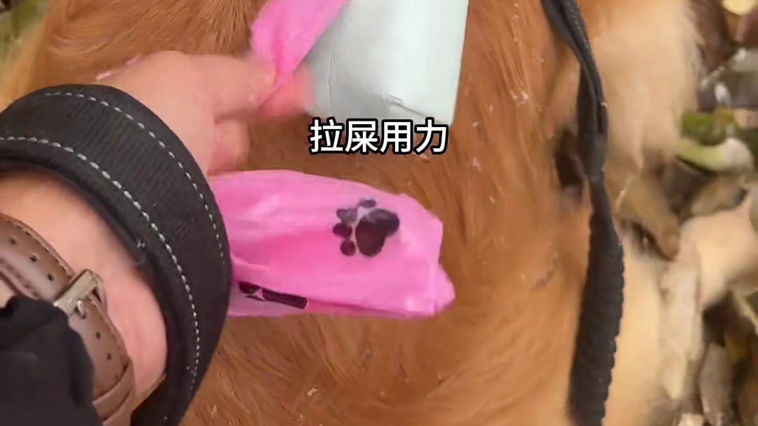 狗脑子，一会聪明一会傻