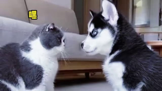 你看，我就说知识改变命运吧！ #萌宠出道计划 #猫咪的迷惑行为 #神奇动物在 #萌猫趣事 #狗