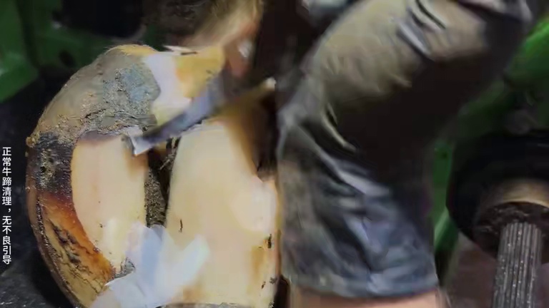 蹄后跟一个残缺的大洞，让牛牛是走也不会路