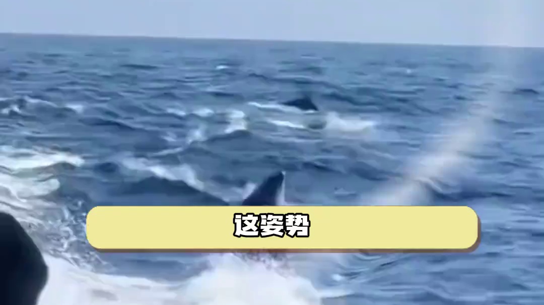 虎鲸：家人们我也是开上吃播了