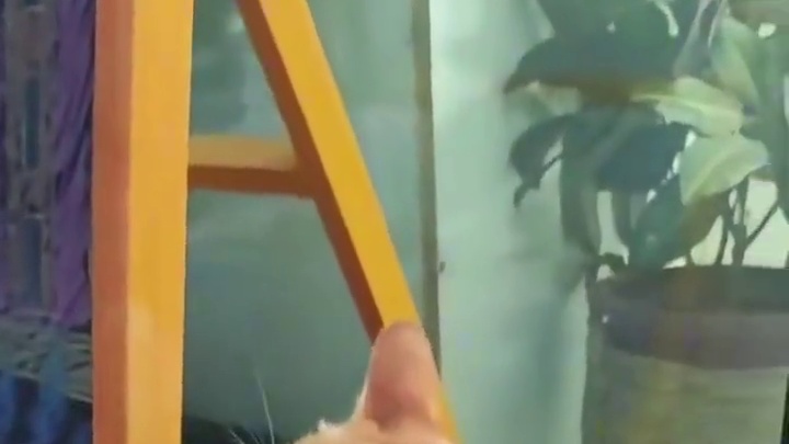 小橘子晚安#红舞鞋 #云南大学 #小橘子 #猫