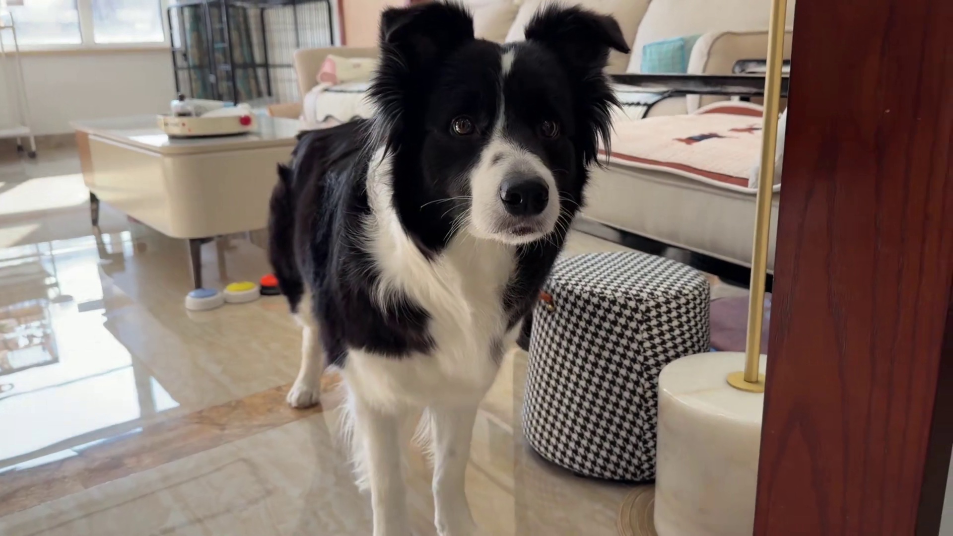 小狗：这饭到底还让不让吃了