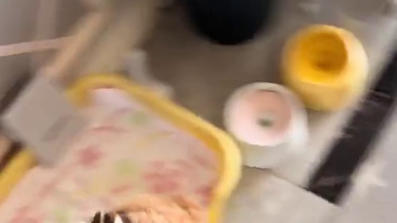 小狗都会提要求了！！