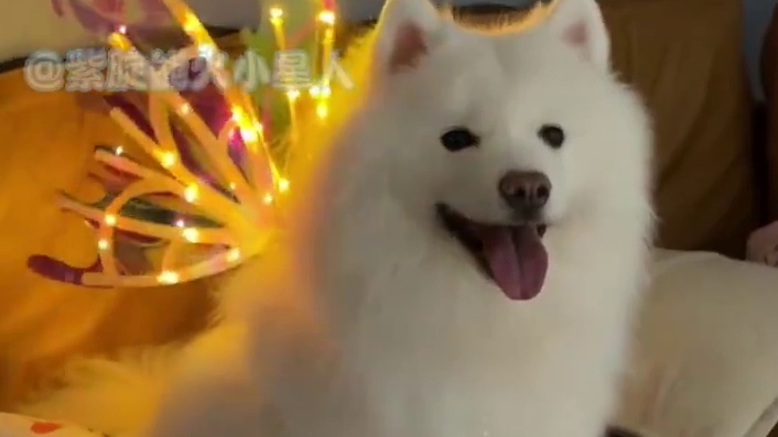 投影的狗狗成了她治不好的思念chq 狗是人类最忠诚的朋友 cr：