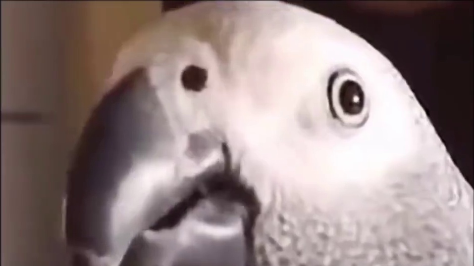 秋决实力预测古总价格版！冬日川凯豹？！ #