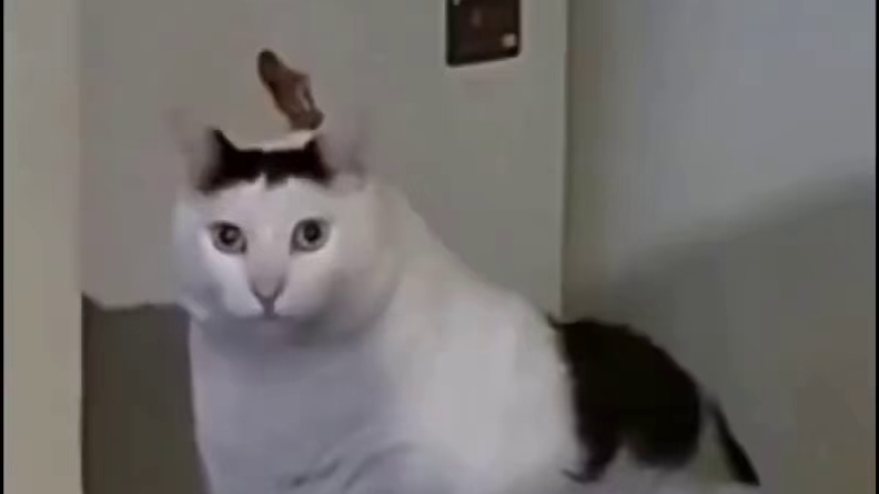 出门在外身份都是自己给的 #cf手游 #cf手游10周年