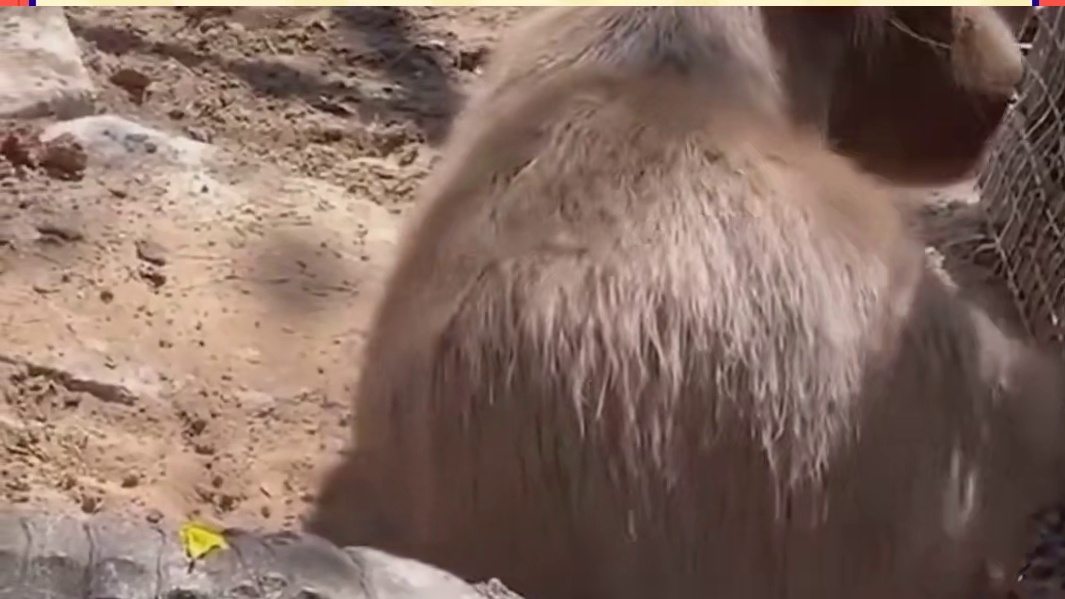 鳄鱼不吃卡皮巴拉的原因 笑死我了哈哈哈哈