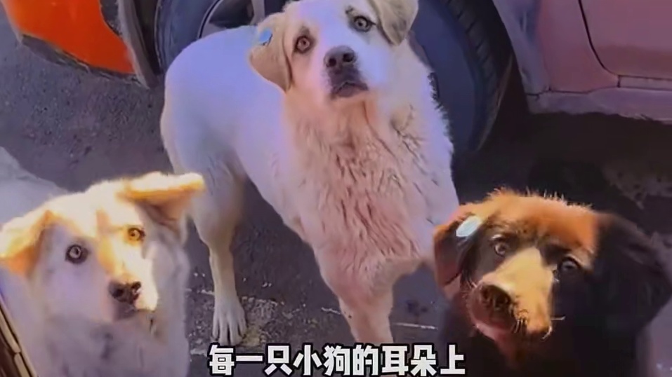 这简直就是小动物的天堂吧