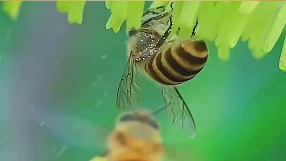 蜜蜂打架都知道开团