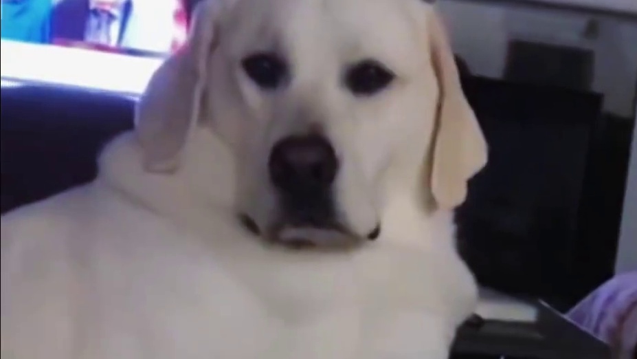 我靠，今天有肉吃了！ #神奇动物在 #萌宠出道 #狗子成精了 #二哈 #哈士奇挨揍名场面