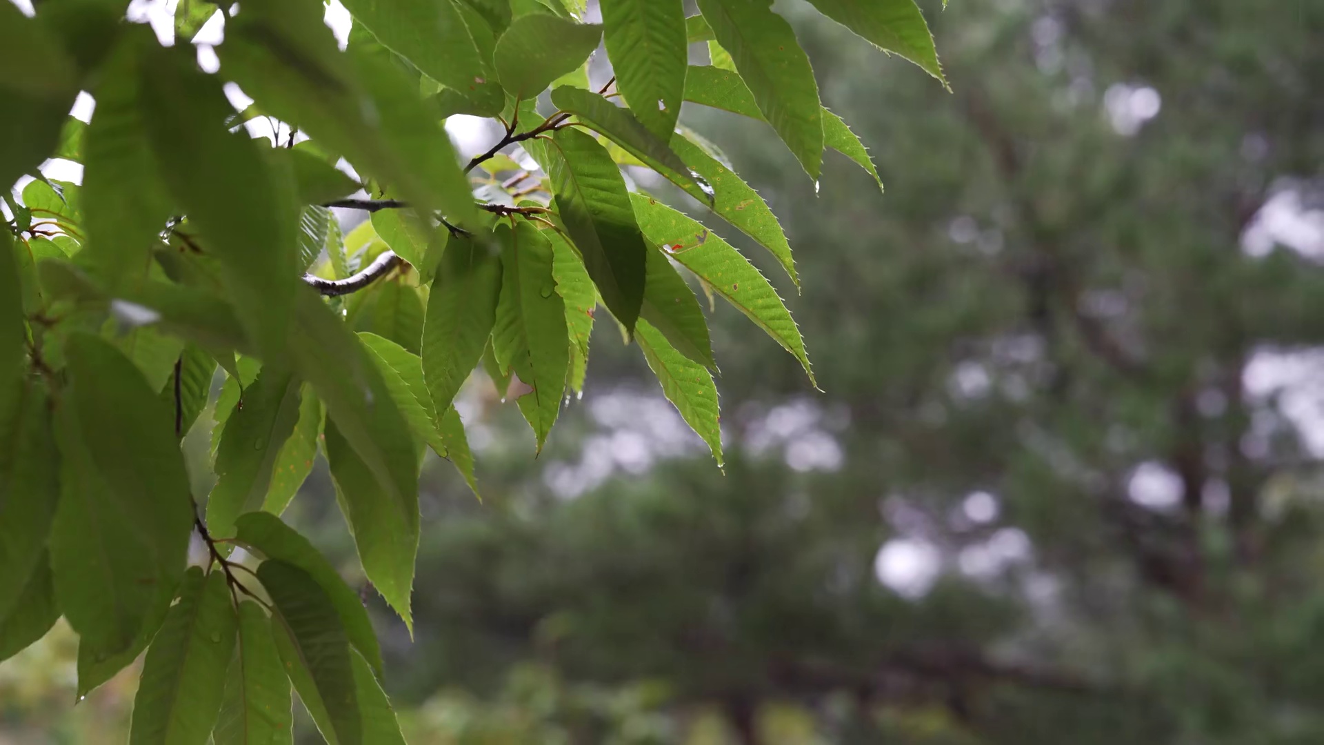 【无限露营】小姐姐暴雨露营，新型帐篷 沉浸式体验