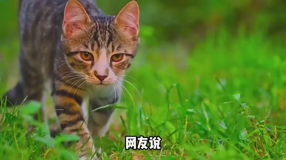 狸花猫就是这样的