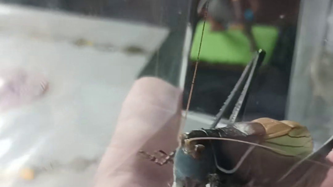 英雄联盟S15预测直播间蝈勇者 虚空蝈蝈吞噬蚂蚱 饿急了自己前腿给啃食了