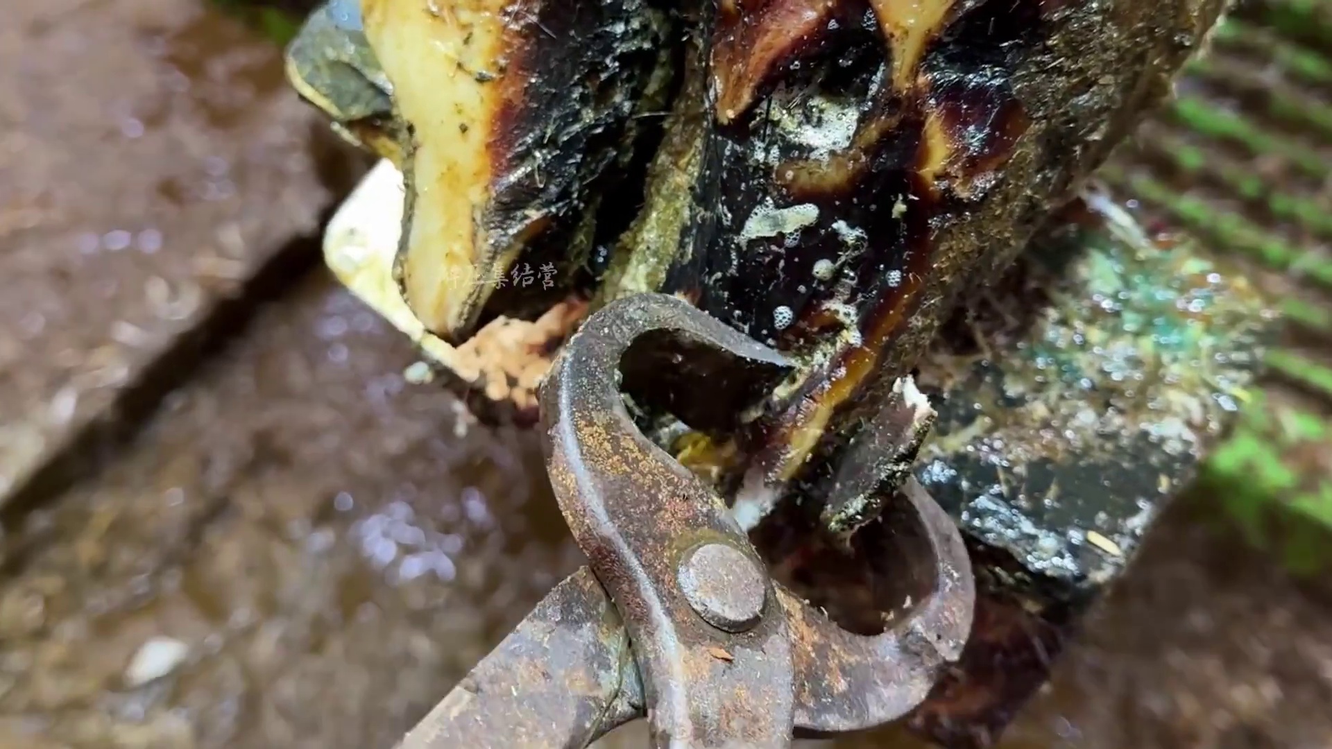 牛蹄肿成了小笼包，这种情况还不止一头牛#解压#修牛蹄#瓜子二手车