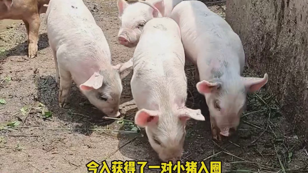 现在办酒席已经离谱到这种程度了吗