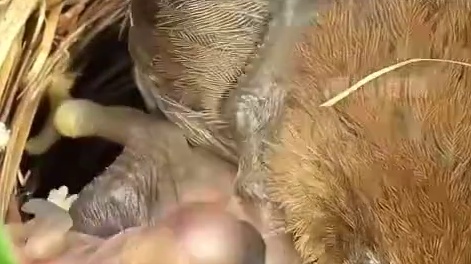 怎么连鸟也会塌房啊 部分啄木鸟行为请勿上升全体！
#神奇动物在 #啄木鸟 #万万没想到 #奇妙的