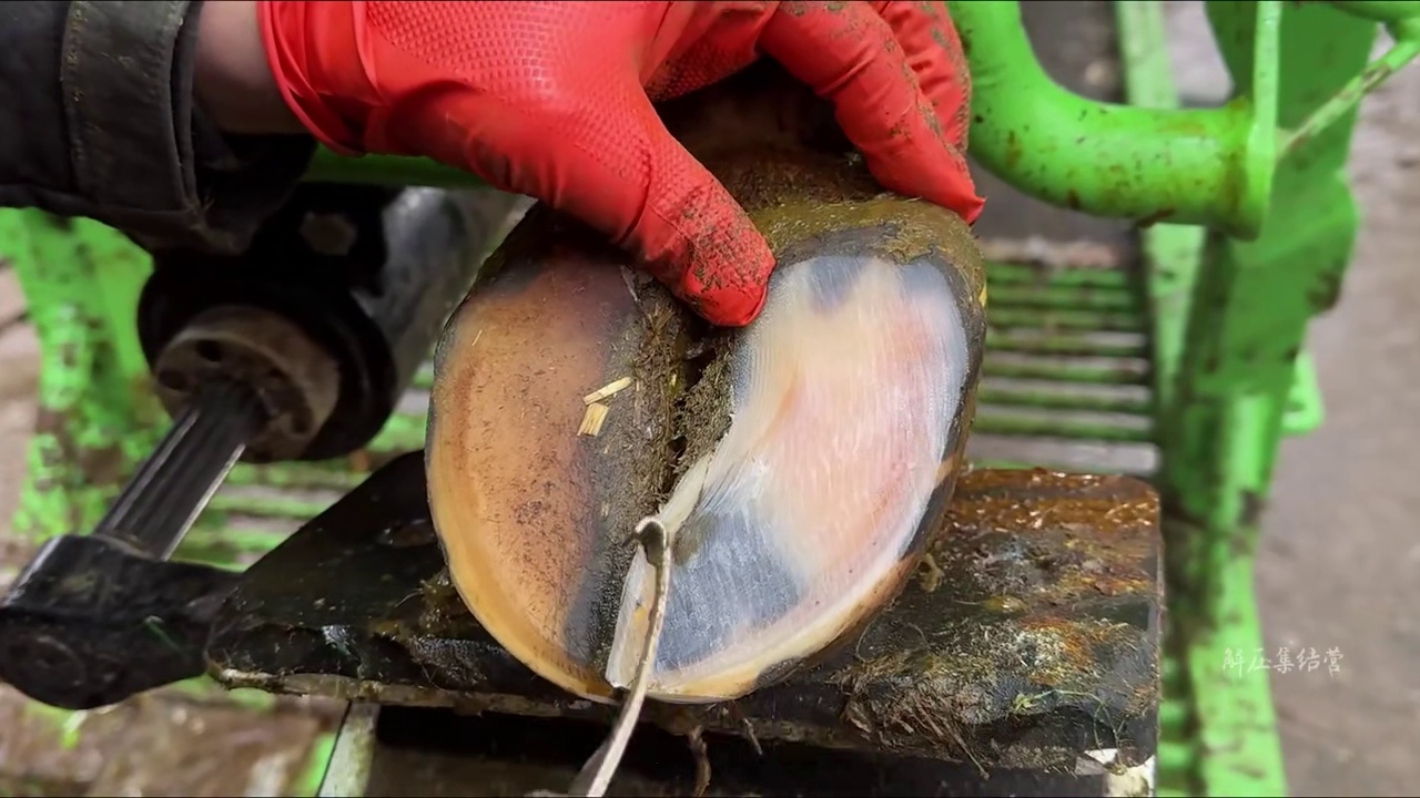 一千多头牛里的跛脚牛，就属它最严重了修牛蹄