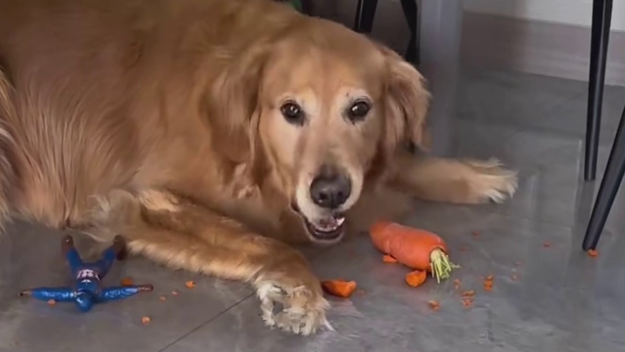 乖乖吃蔬菜的小狗，明明是最乖的