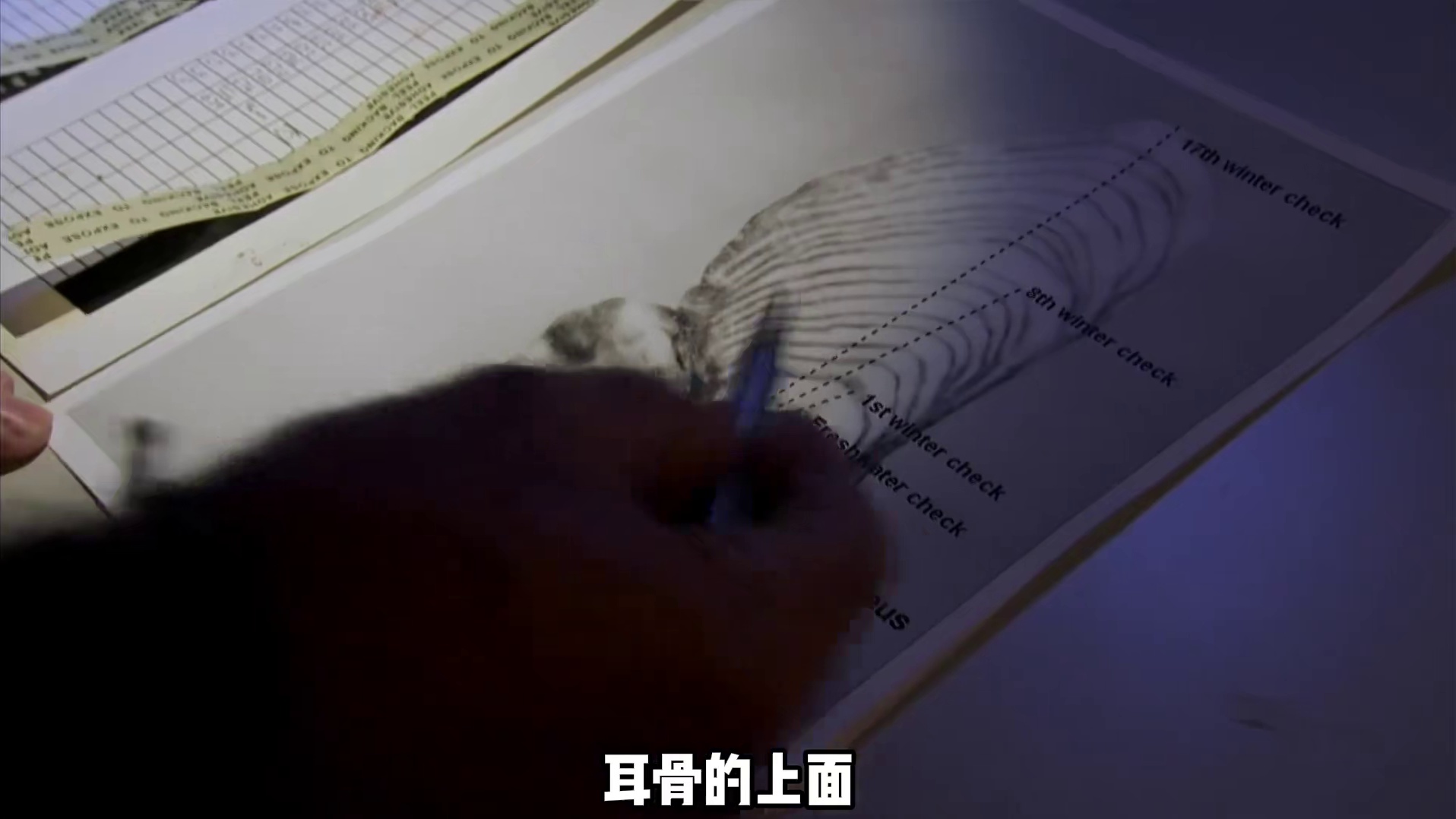 你敢信吗？味道鲜美无刺的鳗鱼竟然会攻击人类！！！(3)