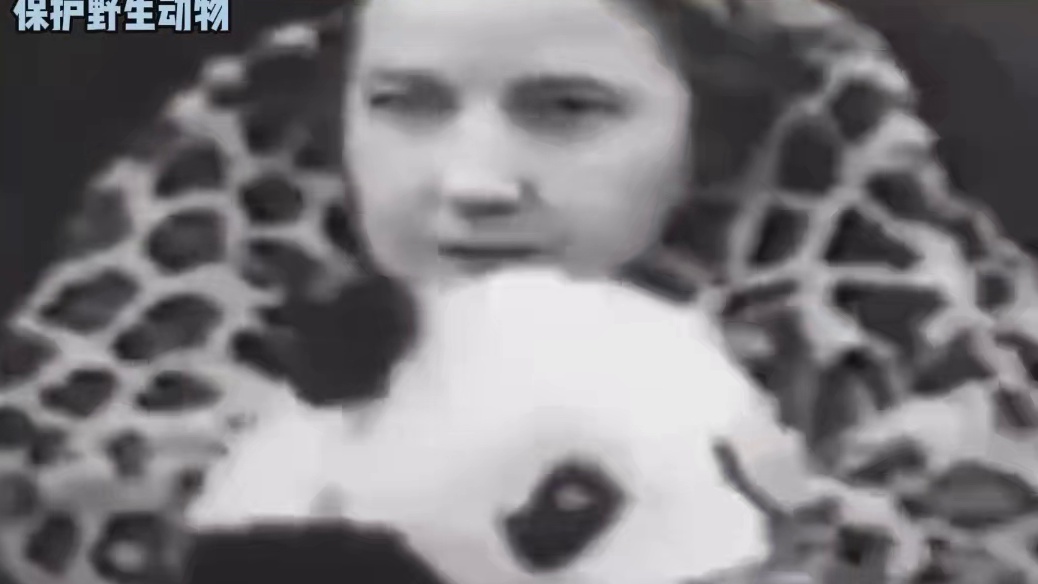 熊猫也有一段沉重的历史