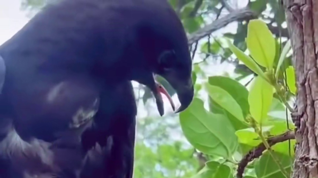 老鹰：有点想吃素怎么回事？？