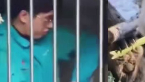 人教版熊猫要不要这么萌啊！