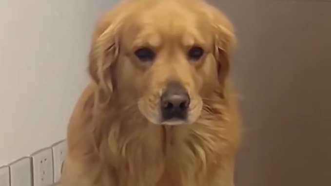 狗：我不赌你有良心，我赌你馋