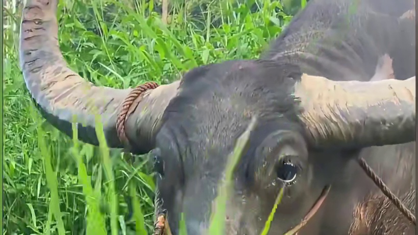 出门时候锁门了吗？空调关没关啊？煤气好像没开吧？ #搞笑 #搞笑配音 #搞笑动物 #二创 #素材来源