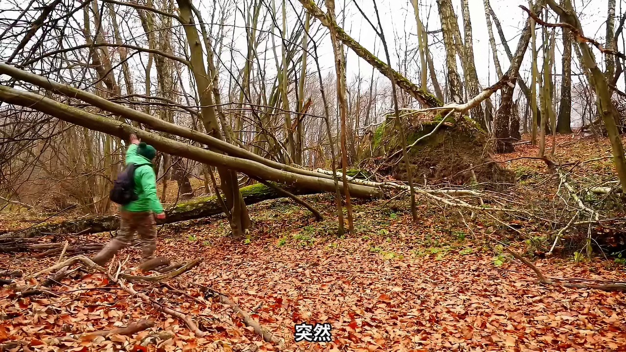 第1集：冰天雪地的天气，男人在一个树根下给自己搭建了舒适的荒野小屋