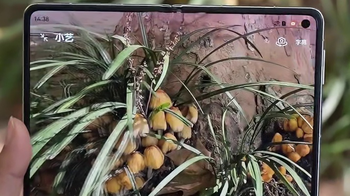 友情提示：野外菌子千万别乱吃~~ 有小艺识别蘑菇也不行！#华为手机 #小艺 #小艺看世界 #鸿蒙6 