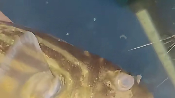 完全不是对手呀