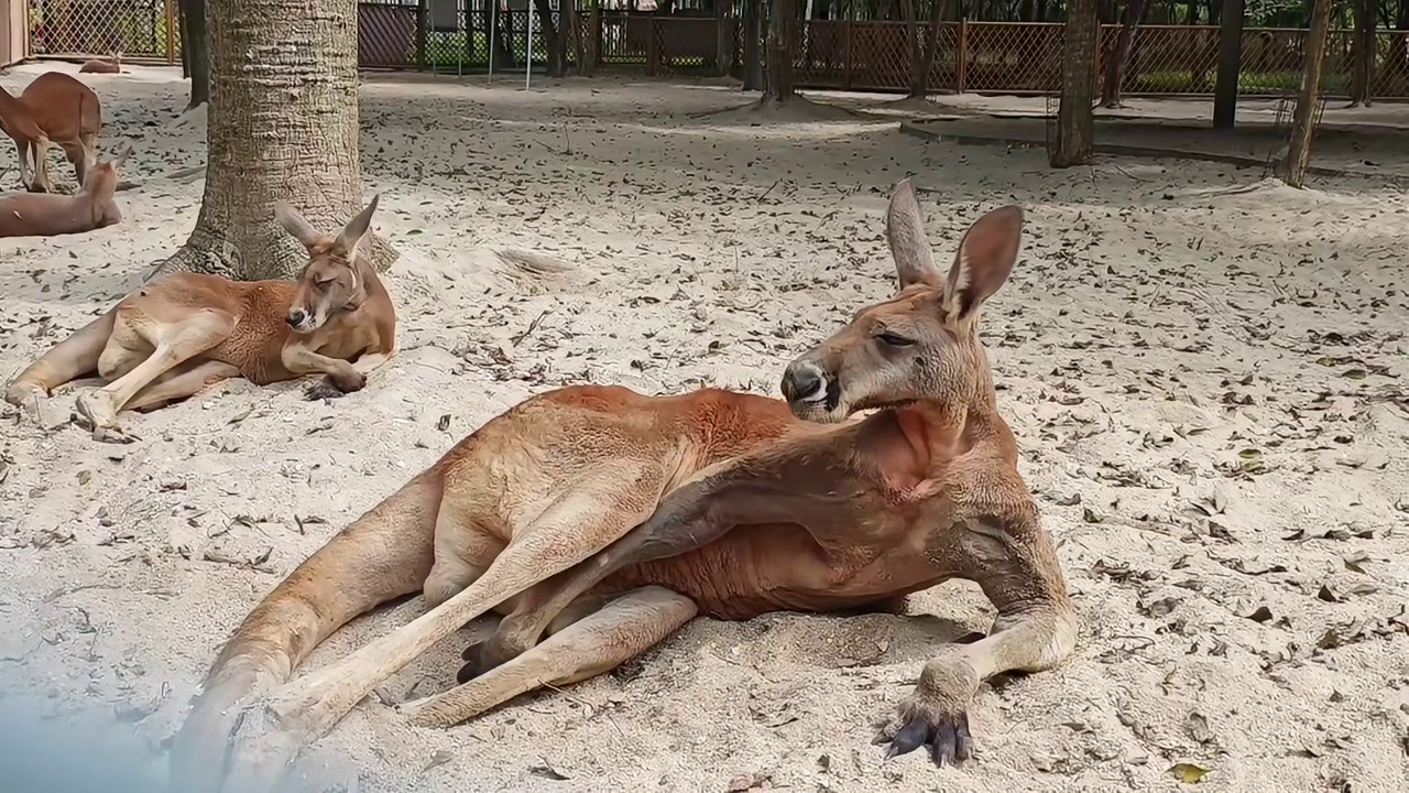 紧急通知！打起来啦前一秒岁月静好，下一秒袋鼠就开始挥爪子！在七彩澳游世界真的能近距离看袋鼠！赤大袋