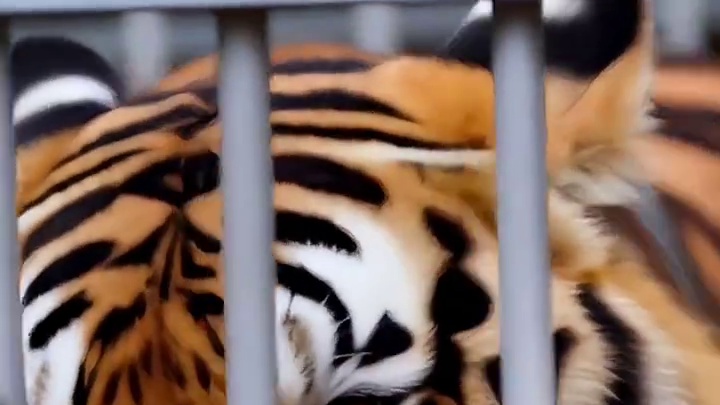 二哈对着老虎叫嚣狂吠，嚣张至极，当老虎冲破笼子那一刻，都别笑 #二哈 #哈士奇 #萌宠出道计划 #神