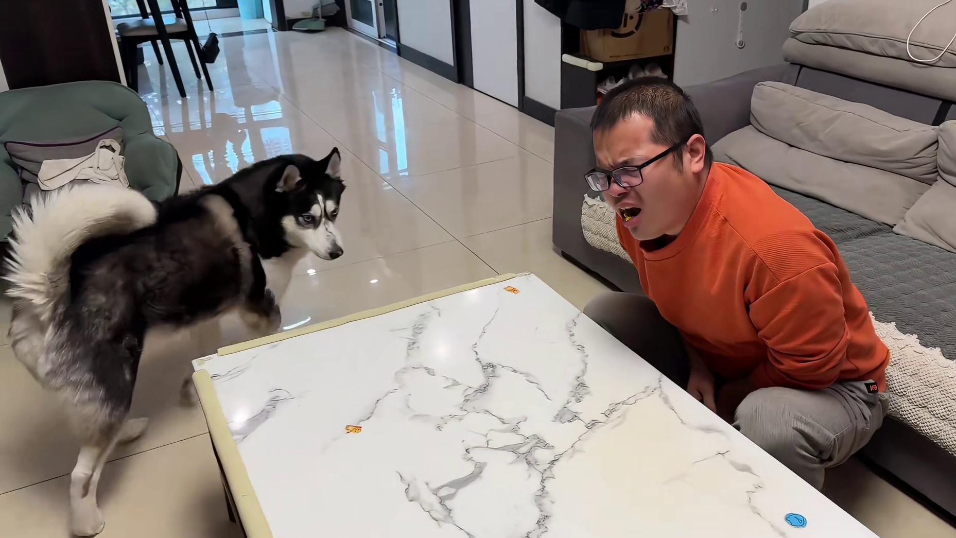 把芥末放进火腿整蛊二哈，当芥末吃到嘴里后，大家千万憋住别笑 #二哈 #哈士奇 #萌宠出道计划 #神奇