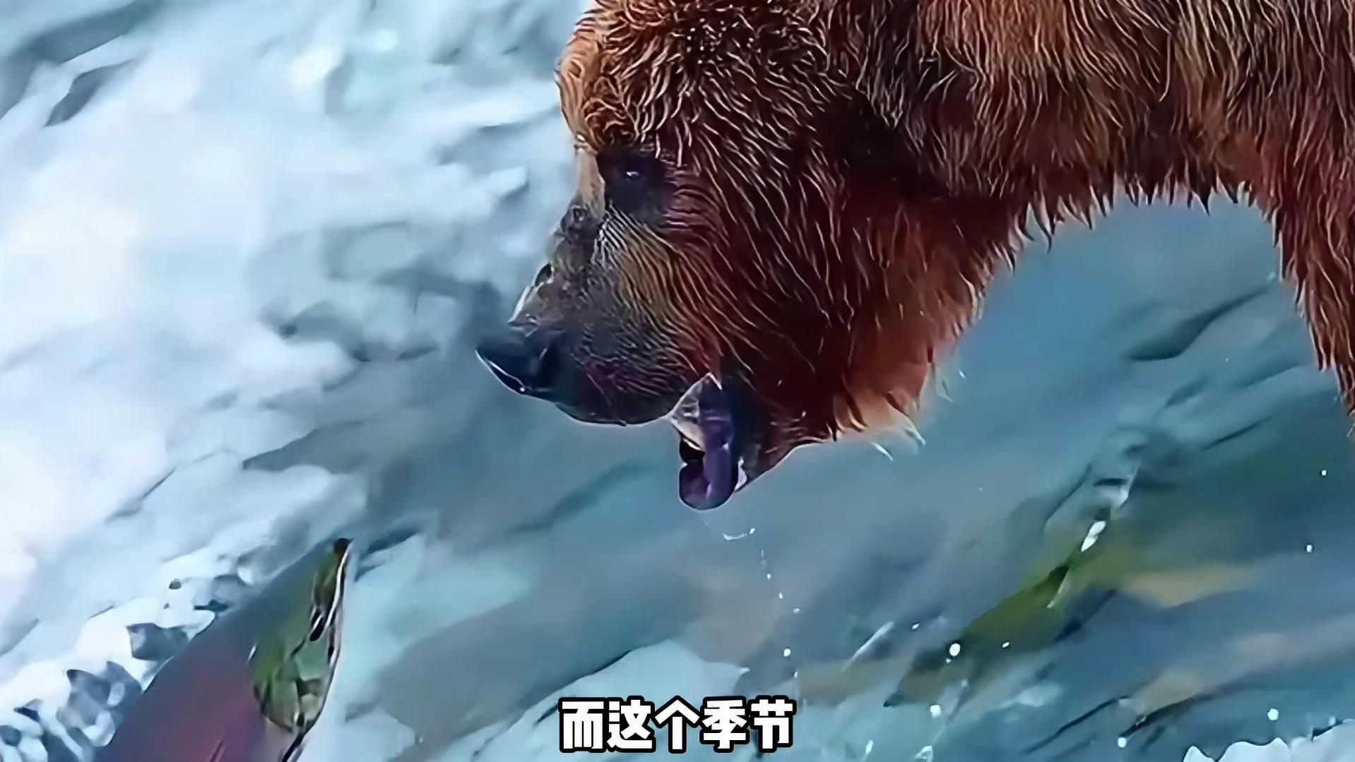 “白鲟”一条已经灭绝的鱼类，杰叔早期跟他有过一面之缘！  (1)