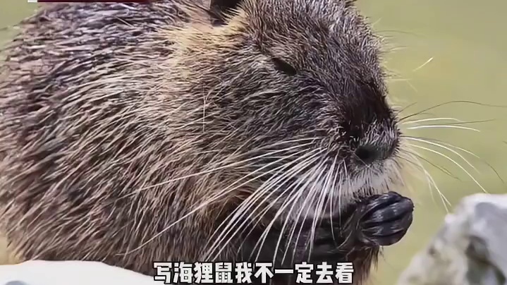 海狸鼠：八斤大老鼠说的是我嘛？
