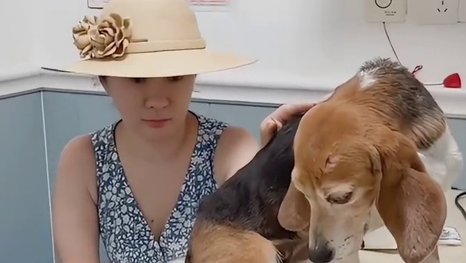 从此没有编号，只有小狗珍珠