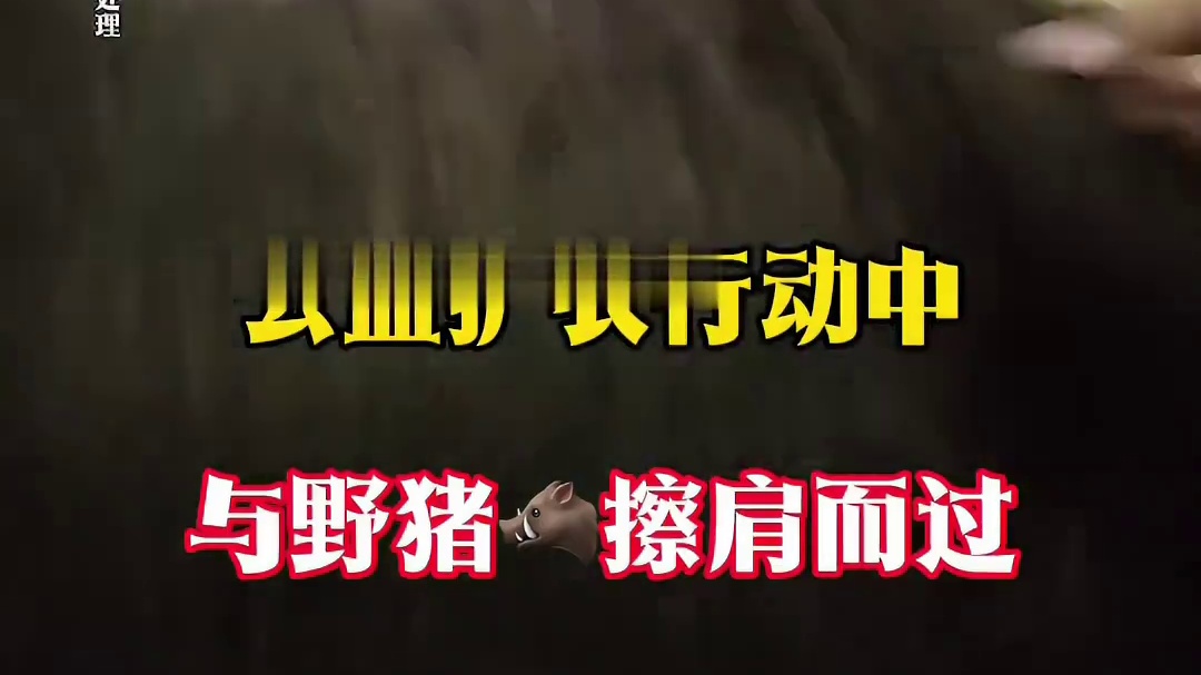 公益护农行动中 与野猪擦肩而过