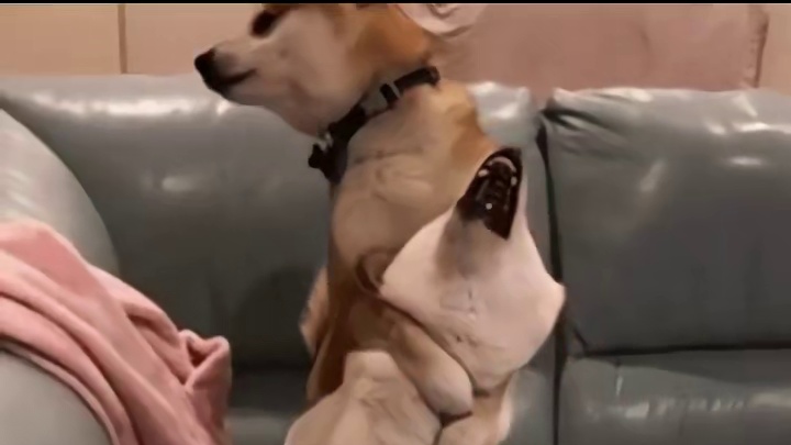 手都快搓出茧子了，手游版拳皇可终于来了