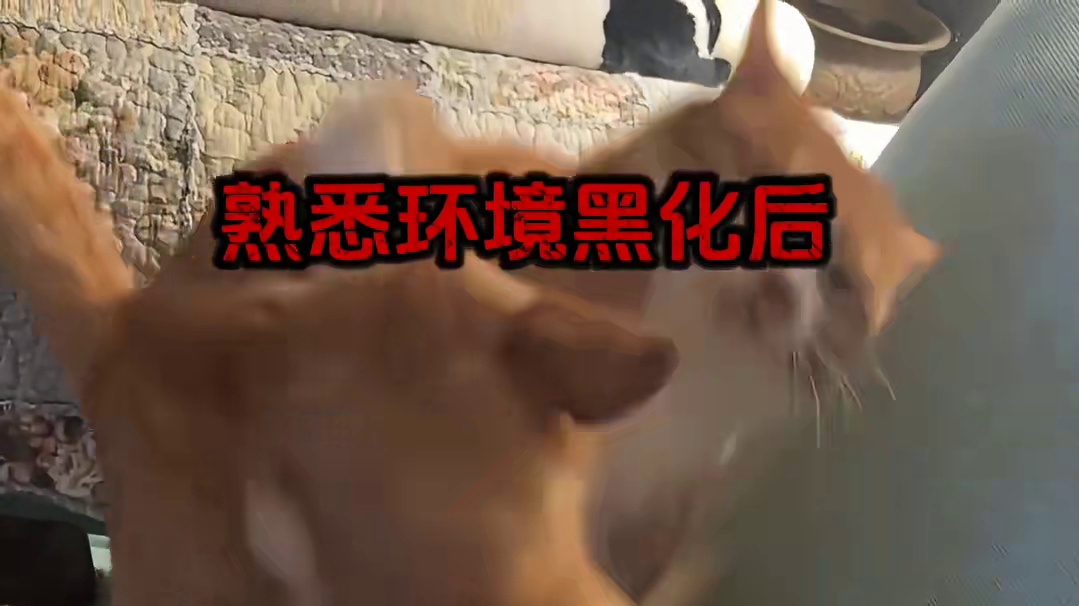 刚来家里时谁也不喜欢，现在在家里没人不喜欢