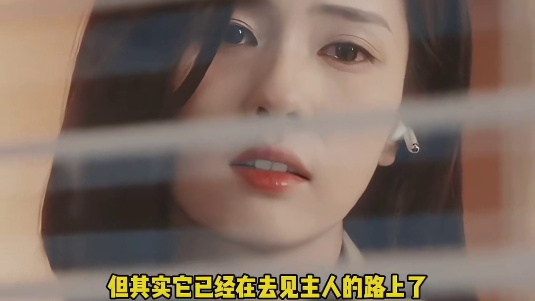 小狗没有坐上驶向死亡的车 却终生在等那一辆车