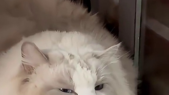 巨无霸布偶洗护 它这体型完美诠释了什么是“一猫更比两猫大”